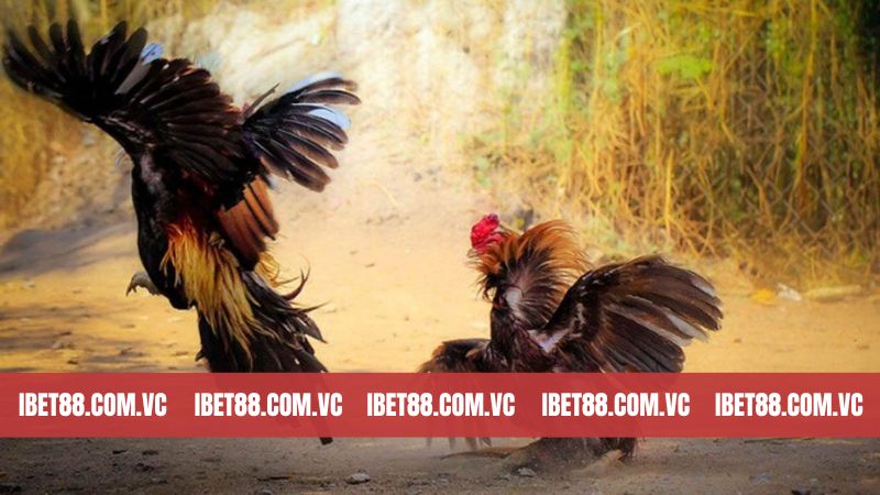 Đá Gà Ibet88 - Điểm Hẹn Lý Tưởng Cho Ai Đam Mê Chọi Gà 3 Những ưu điểm nổi trội về sảnh chọi gà Ibet88